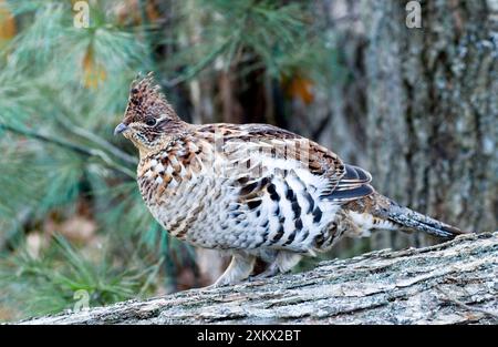 Grouse froissé - dans le journal Banque D'Images