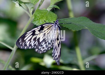 Papillon nymphe des arbres Banque D'Images