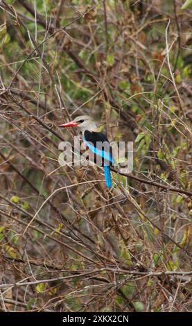 Kingfisher à tête grise / Kingfisher à tête grise - perché sur la branche Banque D'Images