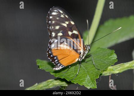 Hecales Longwing Butterfly. Banque D'Images