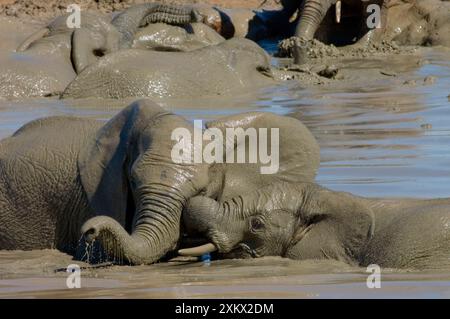 Éléphants d'Afrique luttant contre le tronc tout en jouant dans un trou d'eau Banque D'Images