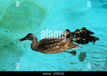 Canard colvert- en famille Banque D'Images