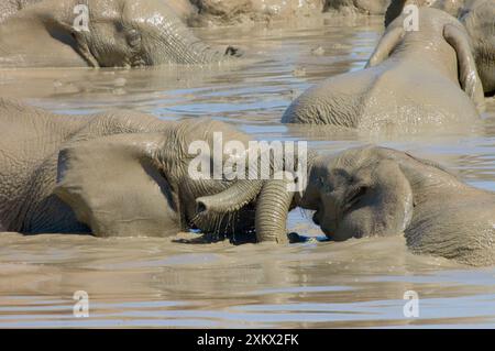 Éléphants d'Afrique luttant contre le tronc tout en jouant dans un trou d'eau Banque D'Images