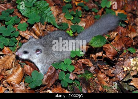 Graisse / comestible Dormouse - sur le terrain, exploration Banque D'Images