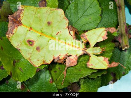 Insecte javanais commun à feuilles - superbe camouflage Banque D'Images