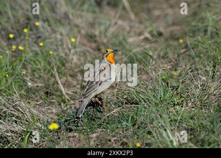 Cape / Longclaw à gorge orange Banque D'Images