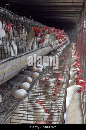 Ferme de poulets, Inde du Sud, unité de production d'oeufs Banque D'Images