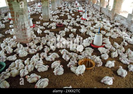 Ferme de poulets, Inde du Sud, unité de production de poulets de chair Banque D'Images