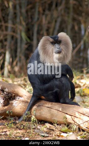 Macaque à queue de lion, mâle Banque D'Images