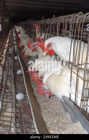 Ferme de poulets, Inde du Sud, unité de production d'oeufs Banque D'Images