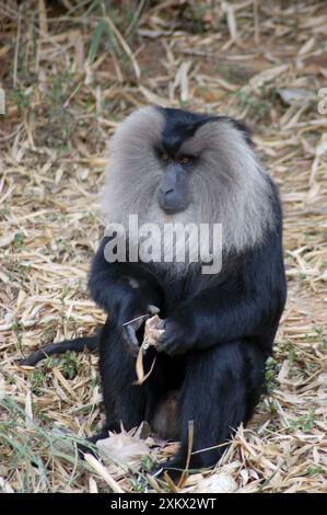 Macaque à queue de lion, mâle Banque D'Images