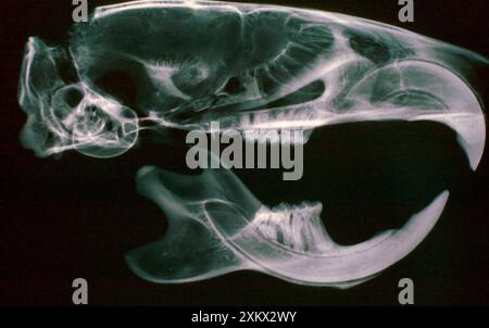 Radiographie du crâne de rat brun / commun / Norvège Banque D'Images