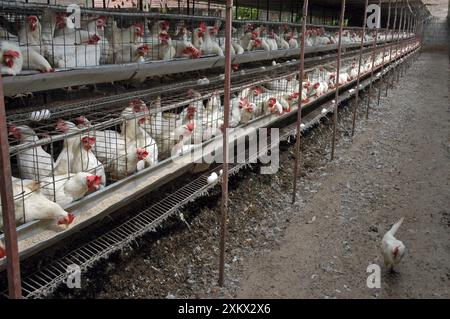 Ferme de poulets, Inde du Sud, unité de production d'oeufs Banque D'Images