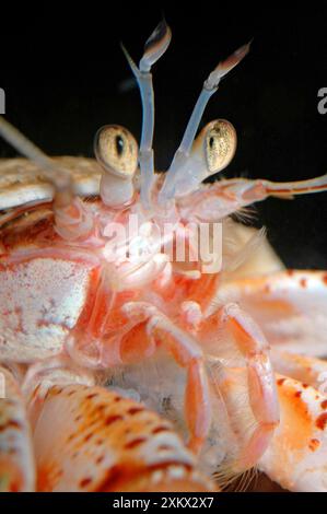 Crabe ermite en coquille de bulot montrant des yeux composés Banque D'Images