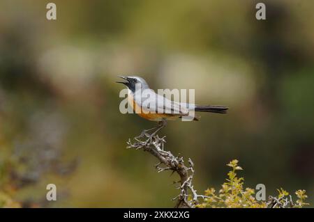 Robin à gorge blanche / Irania - homme adulte, mai Banque D'Images