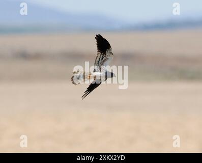 Montagu's Harrier - mâle adulte, septembre. Banque D'Images