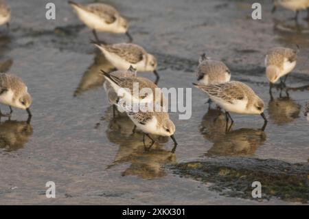 Sanderlings - se nourrissant sur le rivage de la mer dans le plumage d'hiver Banque D'Images