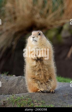 Chien de prairie à queue noire - se prélasser sous le soleil hivernal Banque D'Images