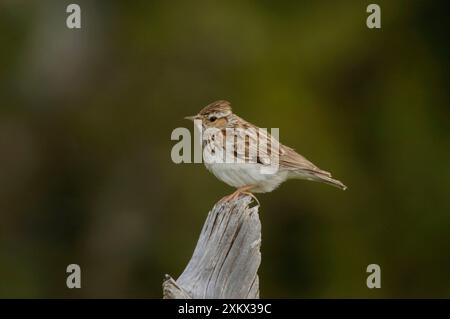 Woodlark - adulte, mai Banque D'Images