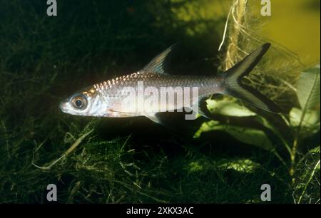 Requin Bala / requin argenté Banque D'Images