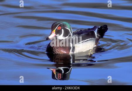 Canard de bois mâle, pendant la migration d'automne Banque D'Images