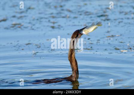 Darter africain / Darter / Snakebird - avaler Banque D'Images