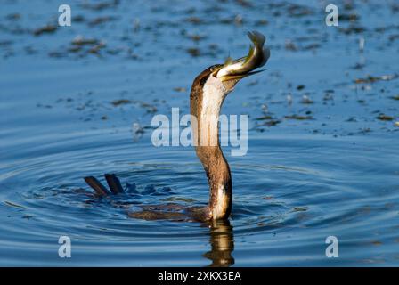 Darter africain / Darter / Snakebird avalant Banque D'Images