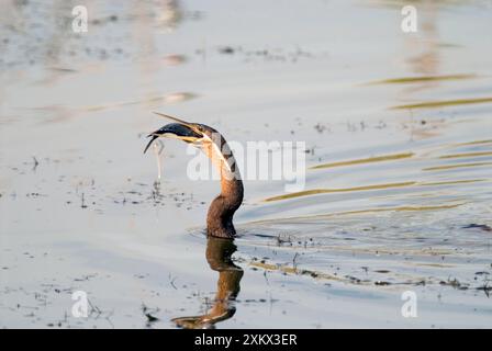 Darter africain / Darter / Snakebird avalant Banque D'Images