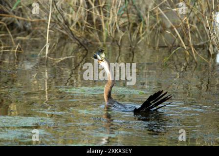 Darter africain / Darter / Snakebird avalant Banque D'Images