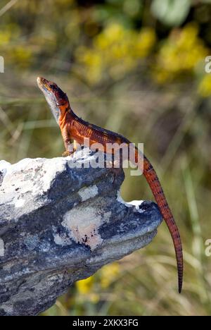 Crag du cap Lizard Banque D'Images