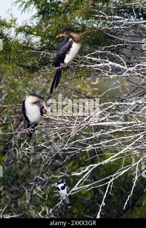 Roseau / cormoran à longue queue - perché dans l'arbre Banque D'Images