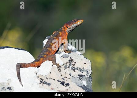 Lézard du Cap Crag. Banque D'Images