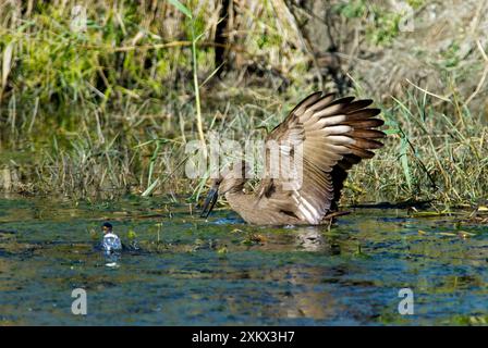 Pêche au hamerkop (Scopus umbretta). Andries Vosloo Kudu Reserve, NR Grahamstown, Eastern Cape, Afrique du Sud. Banque D'Images