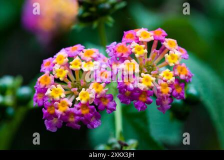 Fleurs communes de Lantana / Brandy d'oiseau / Tickberry. Banque D'Images