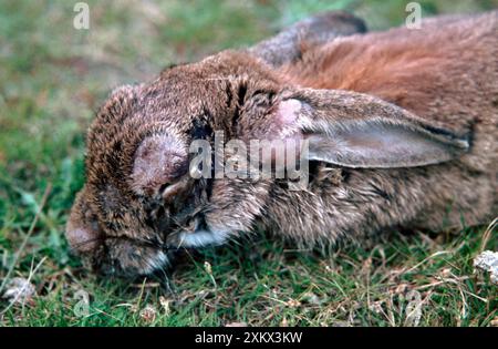 Lapin myxomatose avec Banque D'Images