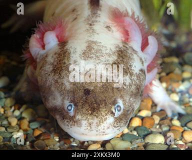 Axolotl : forme blanche de larve néotène Banque D'Images