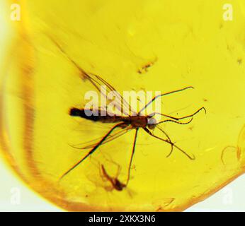 Insectes dans l’ambre Banque D'Images