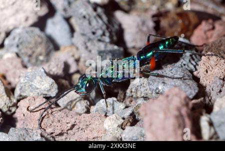 Emerald Cockroach Wasp / Jewel Wasp : un parasitoïde Banque D'Images