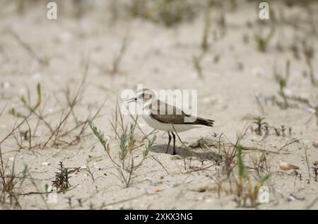 Femelle Kentish / PLOVER neigeux Banque D'Images