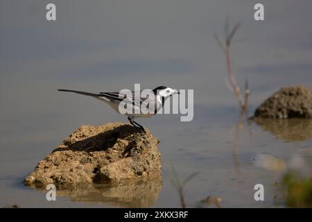 Pied / White Wagtail - par l'eau Banque D'Images