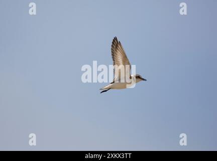 Femelle Kentish / PLOVER neigeux Banque D'Images