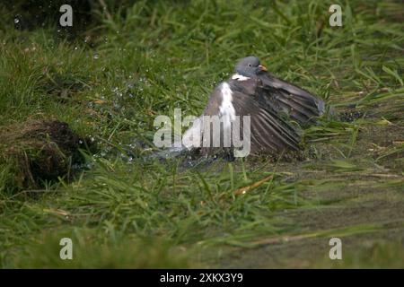 Bois Pigeon baignade dans l'étang de jardin Banque D'Images