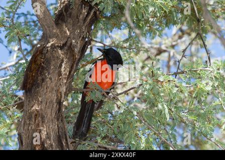 Shrike à poitrine cramoisie - perché sur la branche - Mata Mata. Banque D'Images