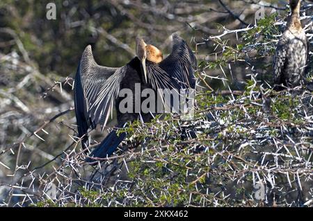 Darter africain - preening après la pêche. Banque D'Images