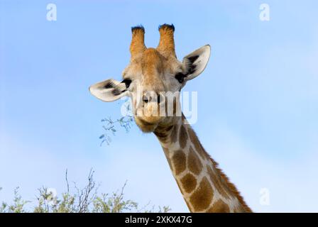 Brindilles mâchantes de girafe de camelthorn gris Banque D'Images