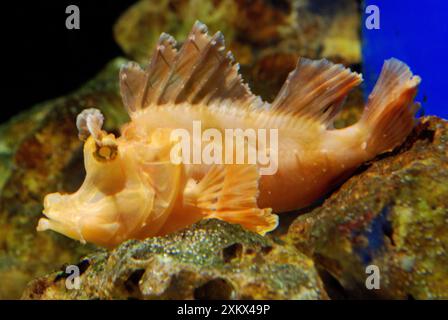 Eschmeyer's Scorpion Fish - un prédateur d'embuscade Banque D'Images