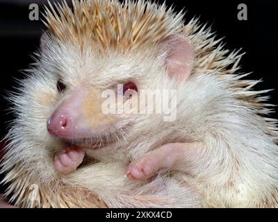 African Pygmy Hedgehog - une forme domestiquée de Banque D'Images