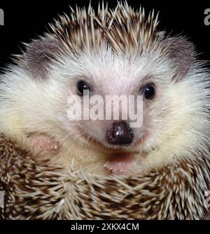 African Pygmy Hedgehog - une forme domestiquée de Banque D'Images