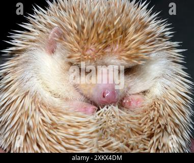 African Pygmy Hedgehog - une forme domestiquée de Banque D'Images