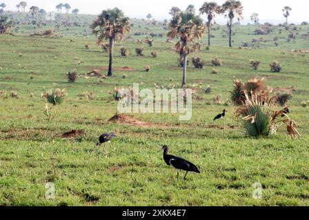 Cigogne d'Abdim - alimentation dans le champ Banque D'Images
